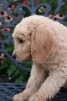 Max, a male Goldendoodle for sale in Winchester, VA – 2 of 8