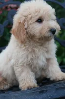Dahlia , a female Miniature Goldendoodle for sale in Winchester, VA – 5 of 6