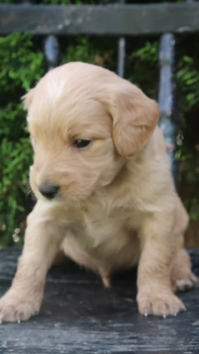 Dandy, a male Goldendoodle for sale in Winchester, VA – 7 of 7