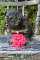 Daffy , a female Miniature Goldendoodle for sale in Winchester, VA – 8 of 8