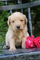 Dolly, a female Miniature Goldendoodle for sale in Winchester, VA – 6 of 6
