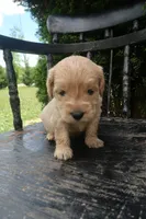 Duke, a male Goldendoodle for sale in Winchester, VA – 7 of 9