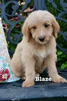 Blaze, a male Miniature Goldendoodle for sale in Winchester, VA – 1 of 7