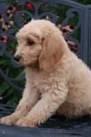 Max, a male Goldendoodle for sale in Winchester, VA – 7 of 8
