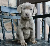 Lucie, a female Labrador Retriever for sale in Winchester, VA – Photo 1 of 2