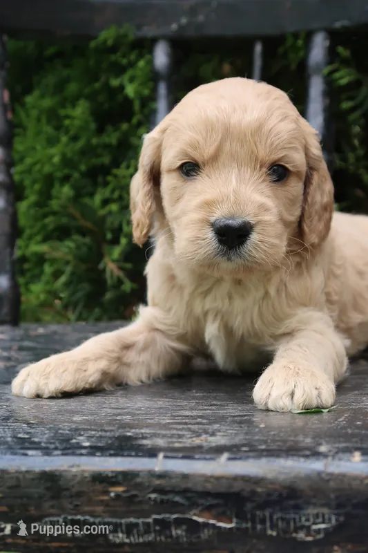 Max – Goldendoodle puppy for sale in Winchester, VA