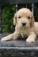 Max, a male Goldendoodle for sale in Winchester, VA – 1 of 4