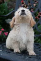 Daisy, a female Miniature Goldendoodle for sale in Winchester, VA – 4 of 6