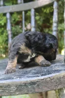 Daffy , a female Miniature Goldendoodle for sale in Winchester, VA – 2 of 8