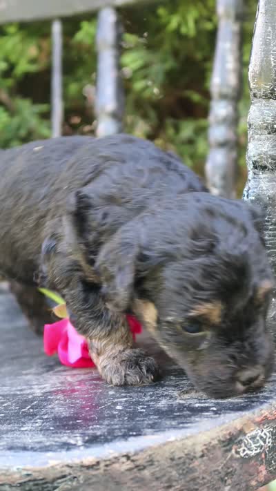 Daffy , a female Miniature Goldendoodle for sale in Winchester, VA – 7 of 8