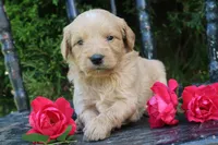 Dolly, a female Miniature Goldendoodle for sale in Winchester, VA – 4 of 6