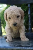 Denver, a male Goldendoodle for sale in Winchester, VA – 2 of 8