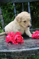 Dahlia , a female Miniature Goldendoodle for sale in Winchester, VA – 5 of 5