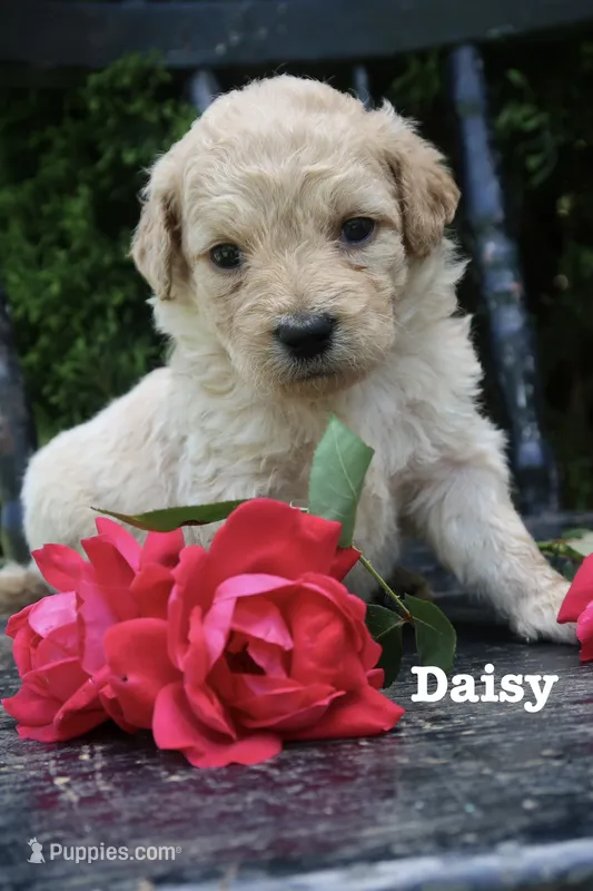 Dahlia  – Miniature Goldendoodle puppy for sale in Winchester, VA
