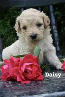 Dahlia , a female Miniature Goldendoodle for sale in Winchester, VA – 1 of 5