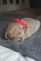 Mabel, a female Goldendoodle for sale in Winchester, VA – 3 of 3