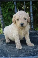 Denver, a male Goldendoodle for sale in Winchester, VA – 4 of 8