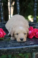 Dolly, a female Miniature Goldendoodle for sale in Winchester, VA – 5 of 6