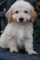 Daisy, a female Miniature Goldendoodle for sale in Winchester, VA – 6 of 6