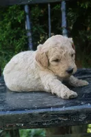 Denver, a male Goldendoodle for sale in Winchester, VA – 6 of 8