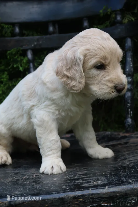 Murphy – Goldendoodle puppy for sale in Winchester, VA