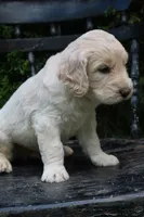 Murphy, a male Goldendoodle for sale in Winchester, VA – 1 of 4