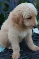 Blaze, a male Miniature Goldendoodle for sale in Winchester, VA – 3 of 7