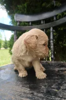 Duke, a male Goldendoodle for sale in Winchester, VA – 5 of 9