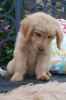 Dandy, a male Miniature Goldendoodle for sale in Winchester, VA – 3 of 5