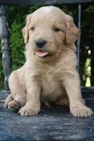 Dandy, a male Goldendoodle for sale in Winchester, VA – 5 of 7