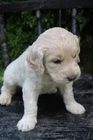 Murphy, a male Goldendoodle for sale in Winchester, VA – 4 of 4