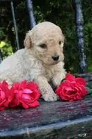Dahlia , a female Miniature Goldendoodle for sale in Winchester, VA – 1 of 4