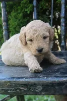 Denver, a male Goldendoodle for sale in Winchester, VA – 7 of 8