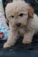 Dahlia , a female Miniature Goldendoodle for sale in Winchester, VA – 6 of 6