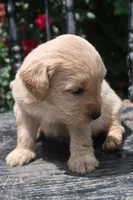 Duke, a male Goldendoodle for sale in Winchester, VA – 4 of 9