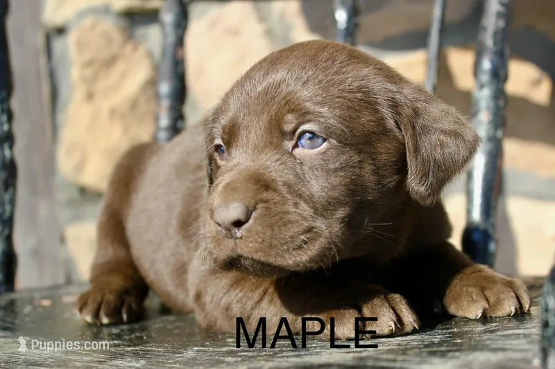 Maple