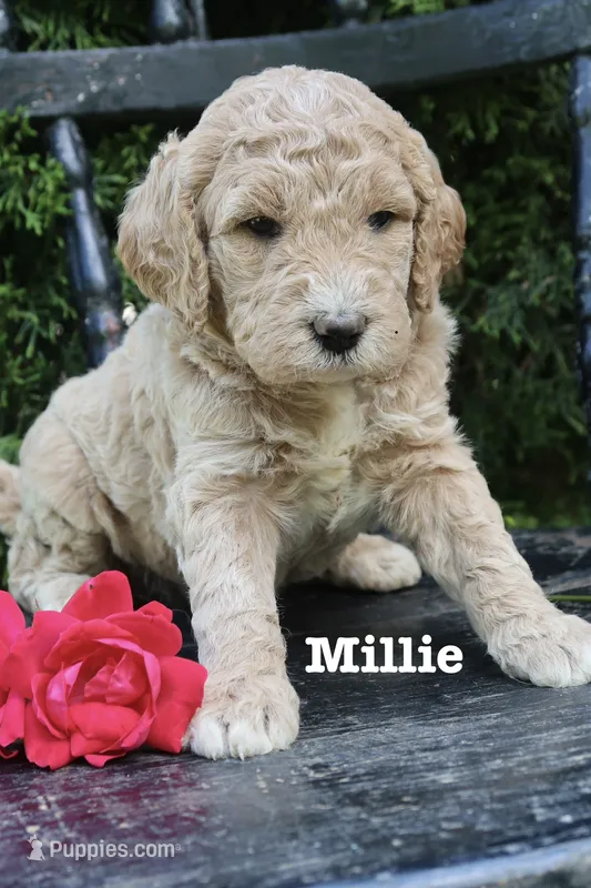Millie – Goldendoodle puppy for sale in Winchester, VA