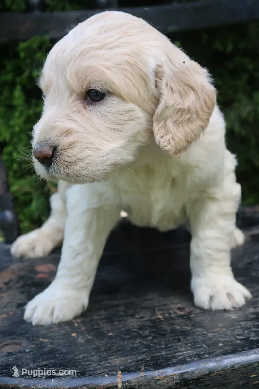 Murphy – Goldendoodle puppy for sale in Winchester, VA