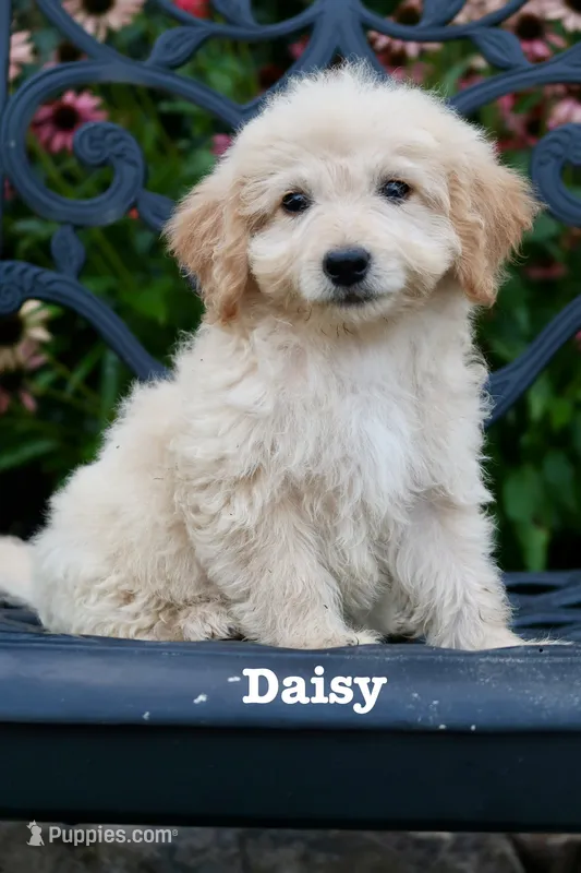 Daisy – Miniature Goldendoodle puppy for sale in Winchester, VA