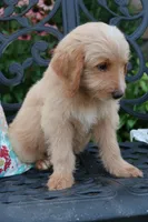 Blaze, a male Miniature Goldendoodle for sale in Winchester, VA – 5 of 7