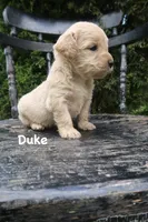 Duke, a male Goldendoodle for sale in Winchester, VA – 2 of 9