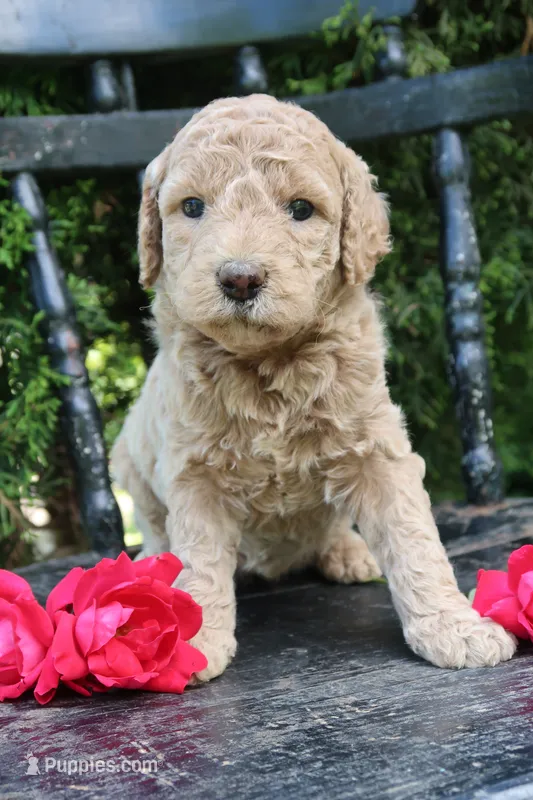 Mabel – Goldendoodle puppy for sale in Winchester, VA