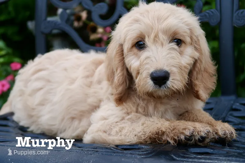 Max – Goldendoodle puppy for sale in Winchester, VA