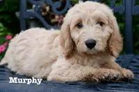 Max, a male Goldendoodle for sale in Winchester, VA – 1 of 8