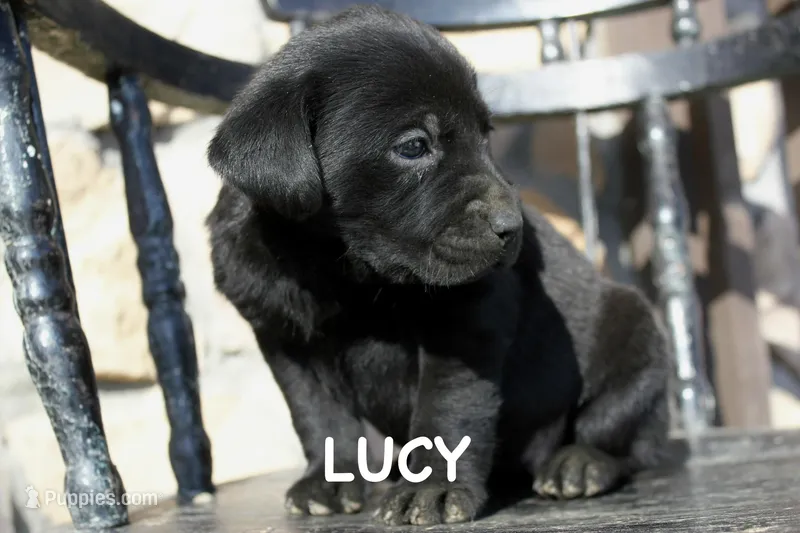 Lucy