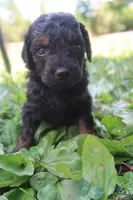 Dexter, a male Goldendoodle for sale in Winchester, VA – 2 of 4