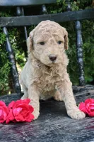 MabelRESERVED, a female Goldendoodle for sale in Winchester, VA – 4 of 4