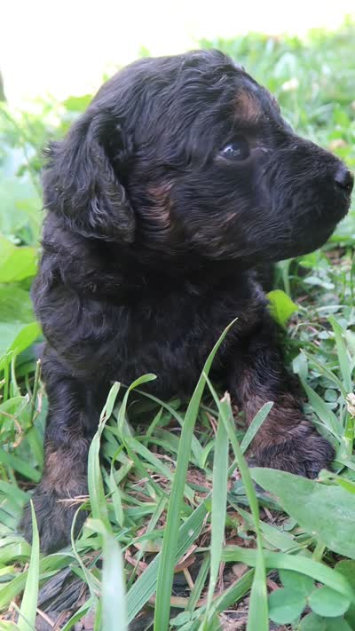 Dexter, a male Goldendoodle for sale in Winchester, VA – 4 of 4