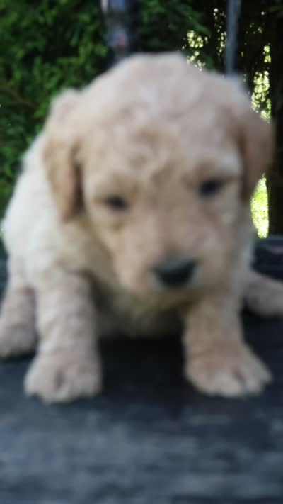 Denver, a male Goldendoodle for sale in Winchester, VA – 8 of 8