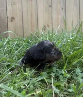 Blaze, a male Miniature Dachshund for sale in Loogootee, IN – 3 of 7